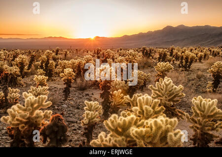 Cholla Cactus Garden au lever du soleil ; Parc National de Joshua Tree, en Californie.