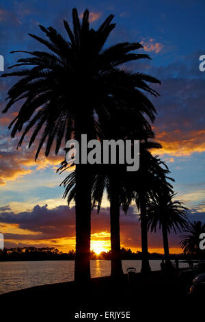 Coucher de soleil sur les palmiers et Lake Rotoroa, Hamilton, Waikato, Nouvelle-Zélande, île du Nord Banque D'Images