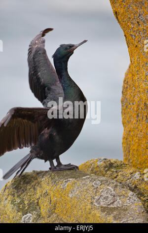 USA,Nature,Long Island,Cormoran pélagique Banque D'Images