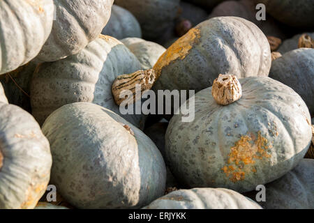 Big Halloween citrouille cucurbita Halloween pumpkins de chasse d'automne sur un marché Banque D'Images