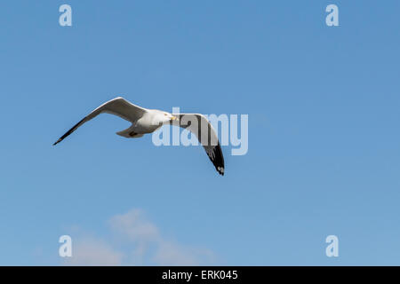 Mouette à bec circulaire en vol dans la réserve écologique Bolsa Chica en Californie. Banque D'Images