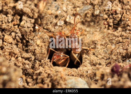 Les fourmis qui sortent de leur nid souterrain. Banque D'Images