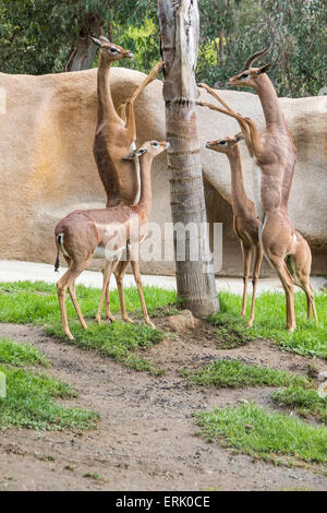 Le sud de l'Gerenuk au Zoo de San Diego. Banque D'Images