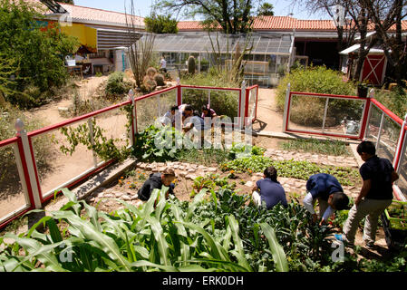 Manzo travail aux élèves de l'école primaire à l'école, jardin biologique du Tucson, Arizona, USA. Banque D'Images