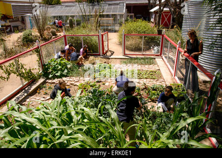 Manzo travail aux élèves de l'école primaire à l'école, jardin biologique du Tucson, Arizona, USA. Banque D'Images