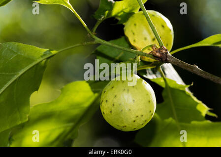 Pommes de chêne sont les maisons et source de nourriture pour les larves de guêpe gall dans la famille Cynipidae. Les excroissances sphériques se développer après des profils Banque D'Images