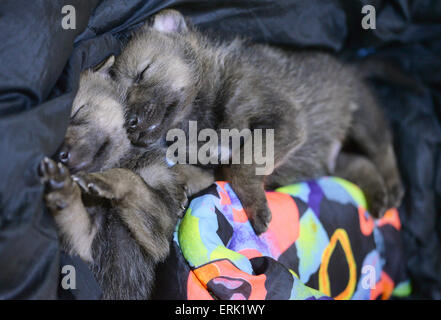 Kempfeld, Allemagne. 09Th Juin, 2015. Deux trois semaines louveteaux se trouvent dans un sac de couchage dans le boîtier extérieur de la faune Wildenburg à Kempfeld, Allemagne, 02 juin 2015. Après 135 ans, les loups dans les montagnes Hunsrueck sont revenus. Les mères de remplacement sont actuellement six oursons à la main. Photo : Harald TITTEL/dpa/Alamy Live News Banque D'Images