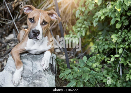 Portrait of light brown chiot blanc portant sur un rocher en scène riche de plantes vertes et de feuillage dans jardin avec soleil chaud flare Banque D'Images