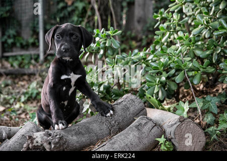 Portrait de petit chiot noir dans la nature avec les pieds sur les journaux Banque D'Images