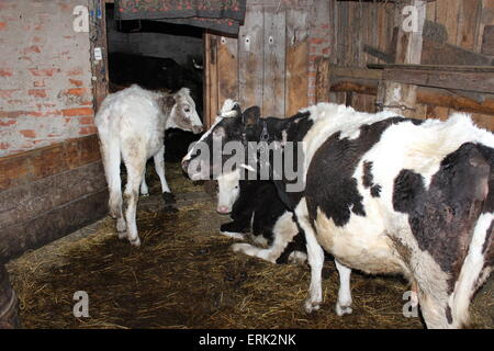 Farmer dans la stalle dans l'élevage de shed Banque D'Images