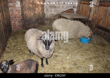 Comité permanent des moutons dans la stalle dans l'élevage de shed Banque D'Images