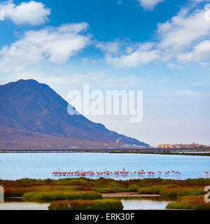 Las Salinas de Cabo de Gata Almeria en Espagne lac flamingos Banque D'Images