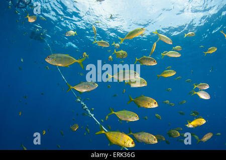 L'École de juvéniles de thon obèse les carangues, Caranx sexfasciatus, sous Dispositif de concentration des poissons, South Male Atoll, Maldives Banque D'Images