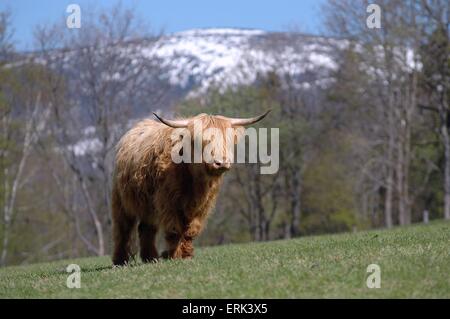 Highland Banque D'Images