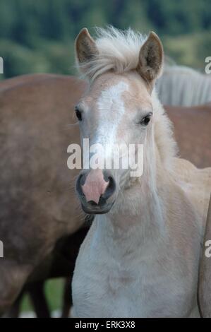 Poulain Haflinger Banque D'Images