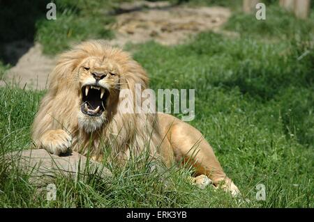 lion béante Banque D'Images