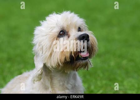 Dandie Dinmont Terrier Banque D'Images