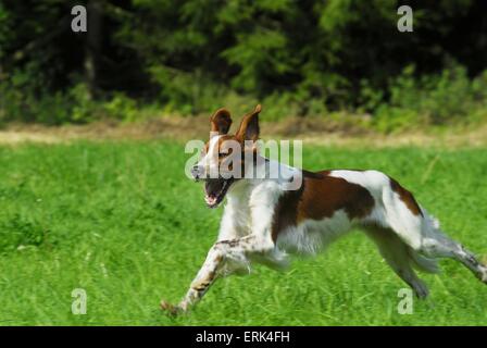 Irlandais rouge et blanc Setter Banque D'Images