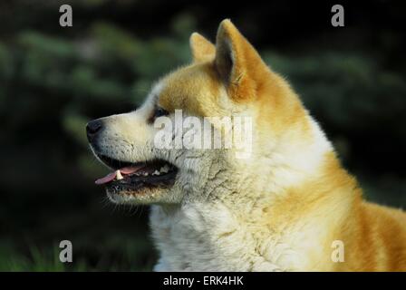 Akita Inu Banque D'Images