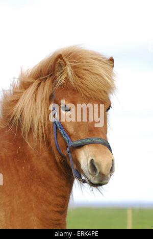 Portrait cheval Islandic Banque D'Images