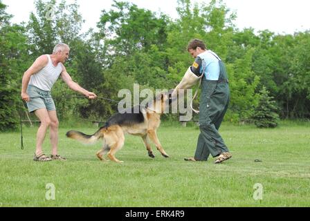 Chien de protection formation Banque D'Images