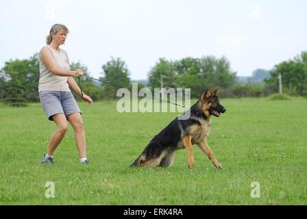 Chien de protection formation Banque D'Images