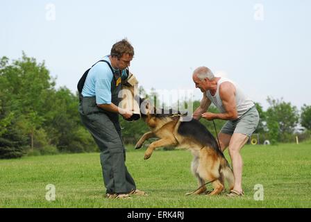 Chien de protection formation Banque D'Images