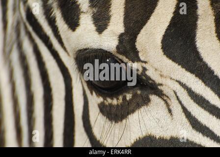 Oeil de zèbre Banque D'Images