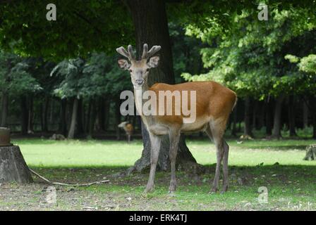 Red deer Banque D'Images