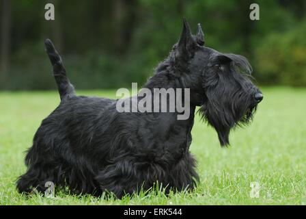 Scottish Terrier Banque D'Images