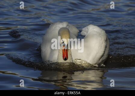 Cygne muet Banque D'Images