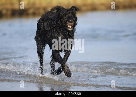 Bouvier des Flandres Banque D'Images