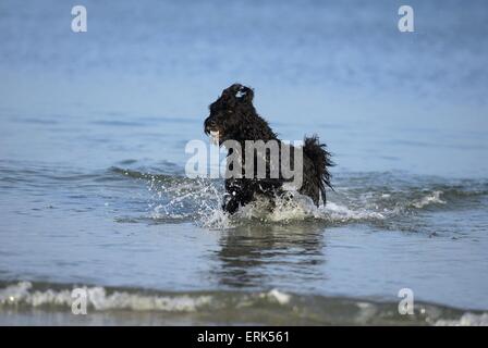 Bouvier des Flandres Banque D'Images