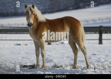 En hiver Haflinger Banque D'Images