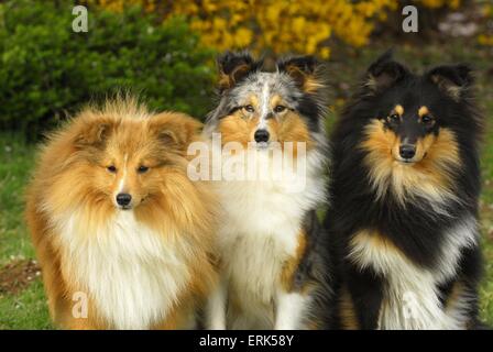 Shetland Sheepdogs Banque D'Images