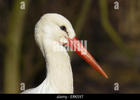 Cigogne blanche Banque D'Images