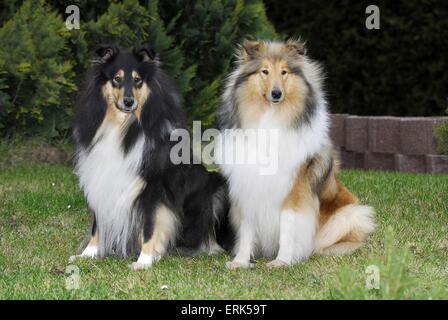 assis Collie Banque D'Images