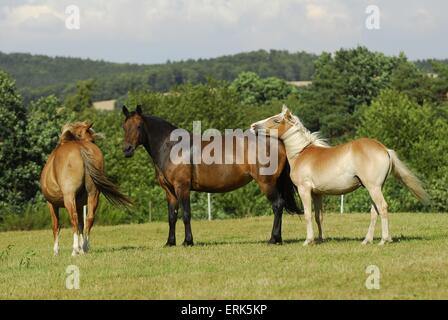 Les chevaux on meadow Banque D'Images