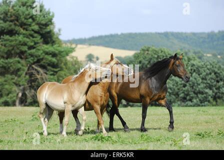 Les chevaux on meadow Banque D'Images