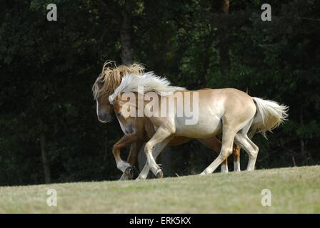 Haflinger on meadow Banque D'Images