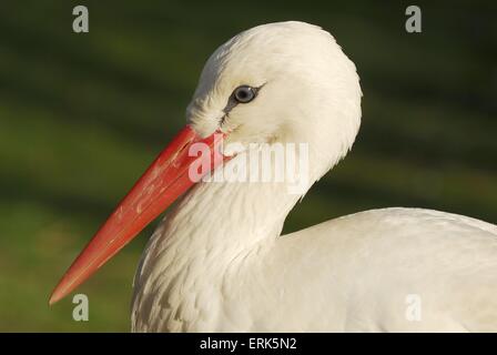 Cigogne blanche Banque D'Images