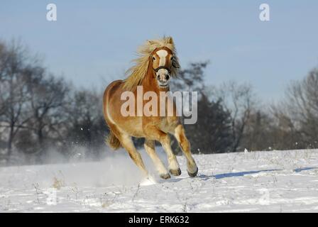 Dans la neige Haflinger Banque D'Images