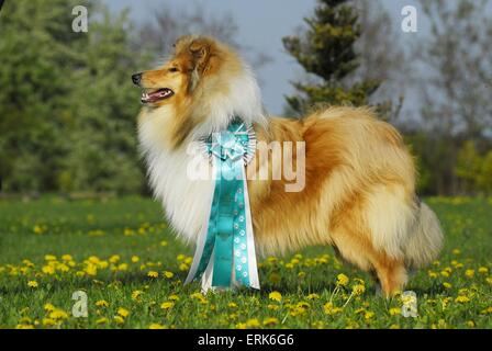 Collie Banque D'Images