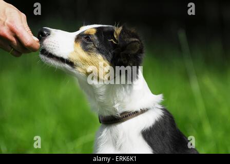 Portrait de Border Collie Banque D'Images