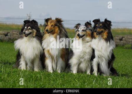 Shetland Sheepdogs Banque D'Images