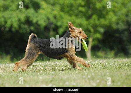 Lecture d'Airedale Terrier Banque D'Images