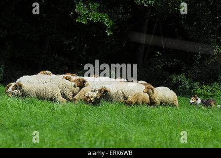 moutons Banque D'Images