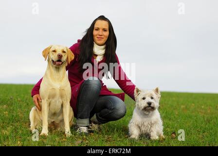 Labrador Retriever &AMP ; West Highland White Terrier Banque D'Images