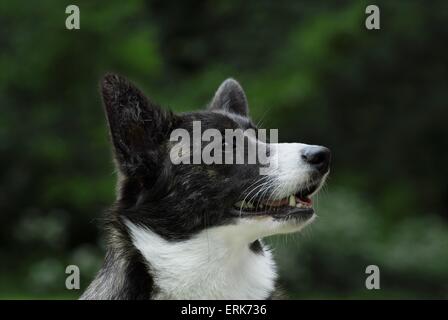 Welsh Corgi Cardigan Portrait Banque D'Images