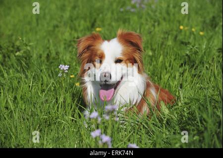 Border Collie Banque D'Images